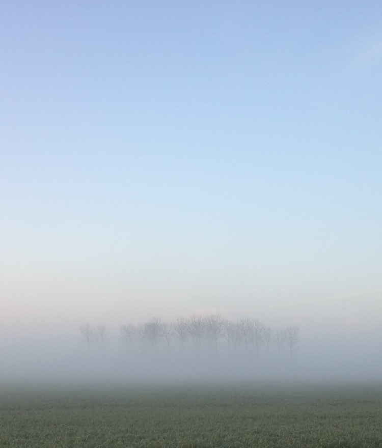 arbres_brouillard
