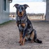 beauceron_arlequin.jpg, mar. 2022