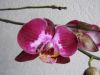 orchidée 01