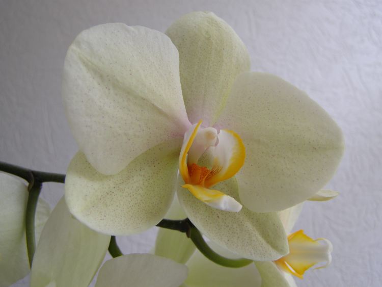 orchidée 02