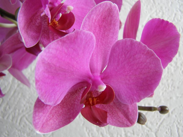 orchidée 03